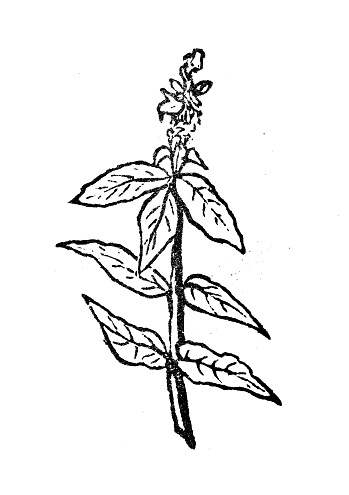 Antique engraving illustration: Betonica officinalis, Stachys officinalis, hedgenettle, betony