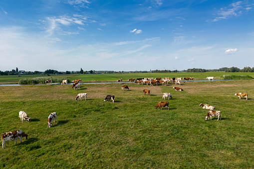 Cows on a dyke, Netherland. Drone point of view.