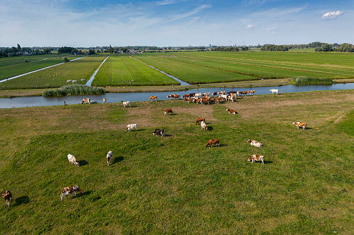 Cows on a dyke, Netherland. Drone point of view.