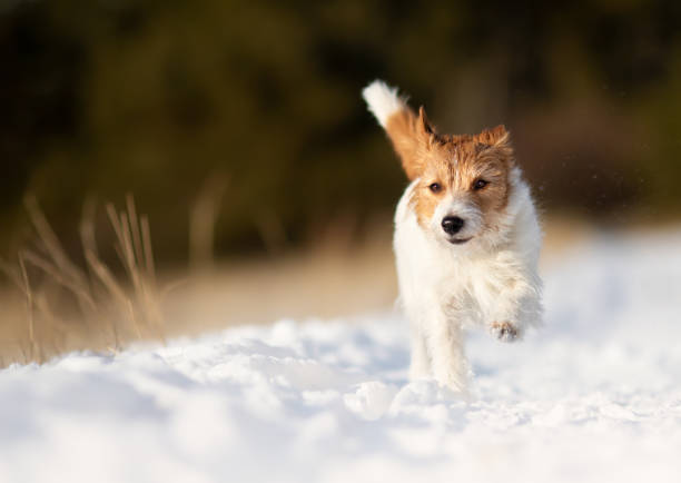 süßer verspielter glücklicher hund, der im schnee läuft - snow dog walking running stock-fotos und bilder