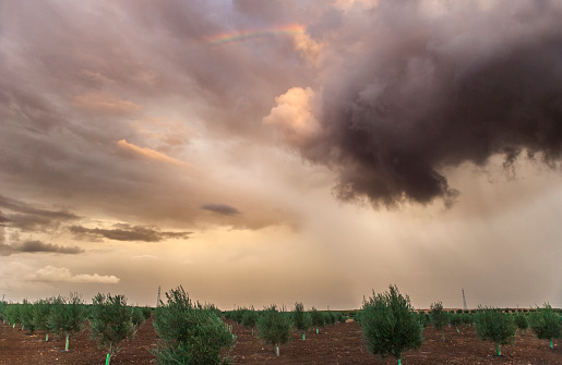 Storm clouds threatening a young olive grove. Farm insurance concept