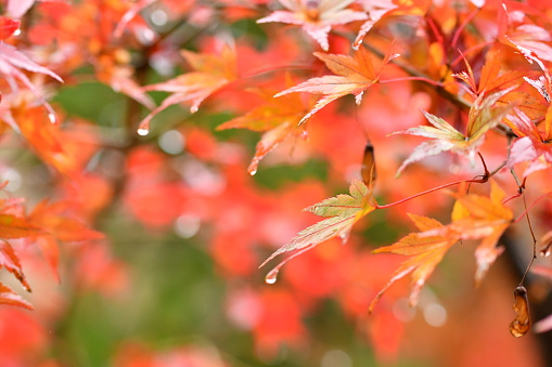 photo of autumn leaves