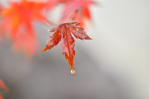 photo of autumn leaves