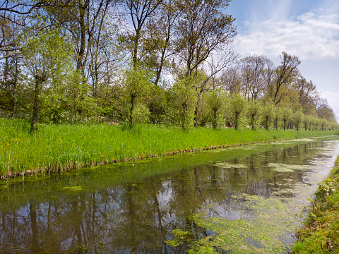 pollard willows along a ditch in the Netherlands; Westland, Netherlands