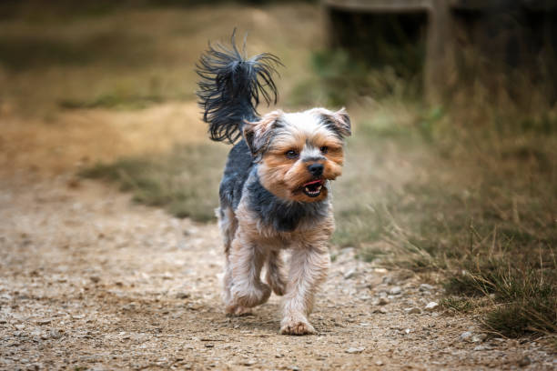 istock Yorkshire Terrier walking with his tail up looking away 1444186908