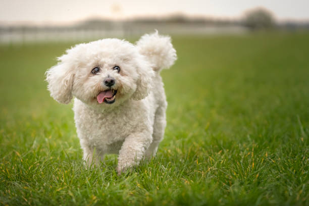 istock Bichon Frise walking on the grass 1444187170