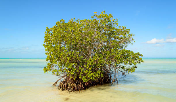 istock Mangrove on Cuban beach 2 1444189031