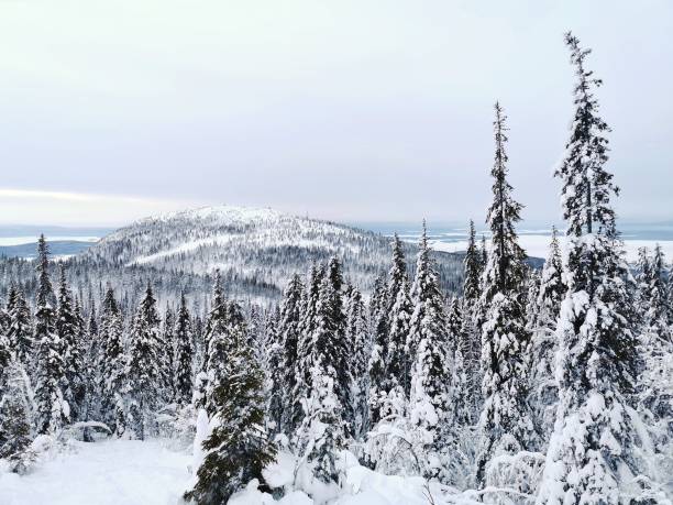 paysage hivernal avec des sapins enneigés au sommet de la montagne volosyanaya, kandalaksha, péninsule de kola. beaucoup de neige. espace de copie. - noble fir photos et images de collection