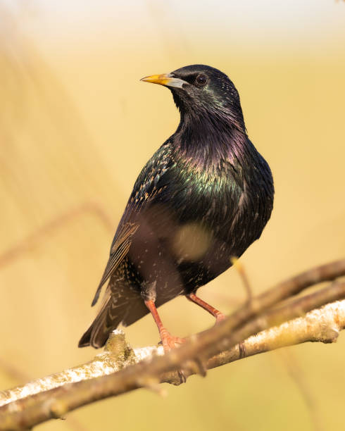 istock Bird - Common Starling perched on tree, spring time wildlife Poland Europe 1444191347