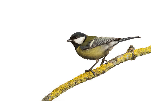 istock Colorful great tit Parus major perched on a tree , bird isolated on white background 1444191475
