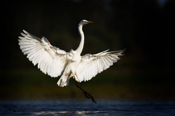 istock Bird Egretta alba Great Egret white bird on dark black background White Heron 1444191528