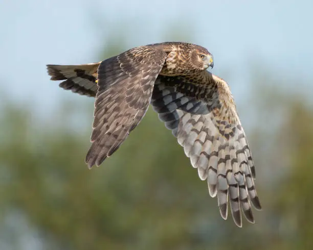 Photo of Northern Harrier