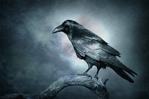 beautiful raven Corvus corax  North Poland Europe, sitting bird, dark filters - helloween