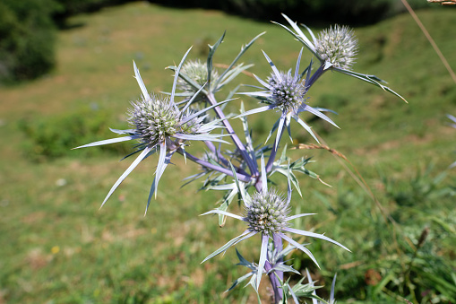 Eryngium planum, the blue eryngo, or flat sea holly, an herbaceous perennial thistle with branched silvery-blue stems, and numerous small blue conical flowerheads surrounded by spiky bracts in summer.
