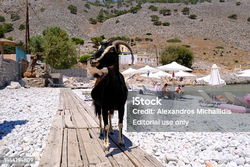 A goat seen in beach of  Symi Dodecanese, Greece