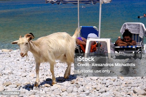 A goat seen in beach of  Symi Dodecanese, Greece