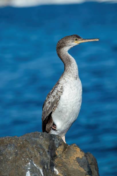 istock Great Cormorant (Phalacrocorax lucinus) in the sunset light 1444195962