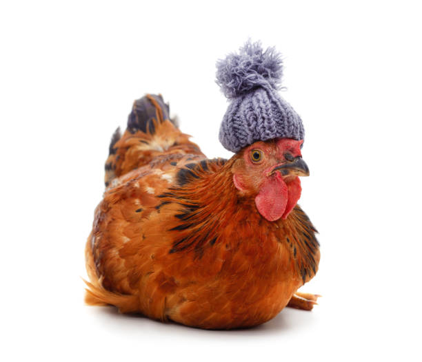 istock Brown chicken in knitted hat. 1444196223