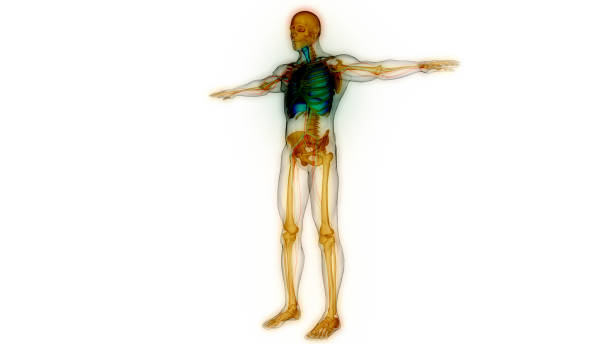 istock Human Respiratory System Lungs with Diaphragm Anatomy 1444198297