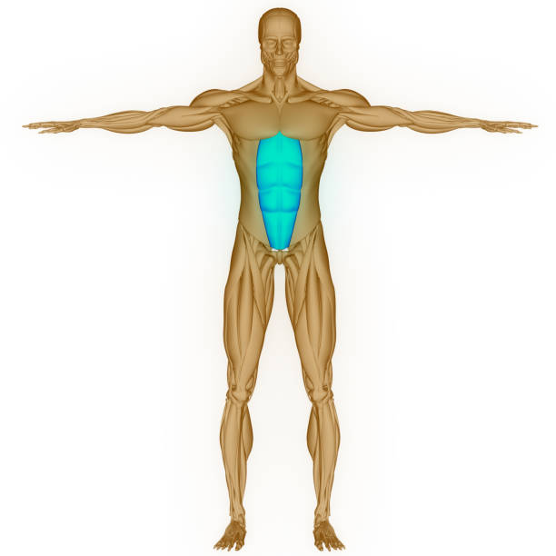 3D Illustration Concept of Human Muscular System Torso Muscles Rectus Abdominis Muscle Anatomy