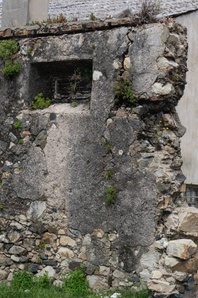 istock Remains of the old wall with plants sprouted in cracks 1444198551