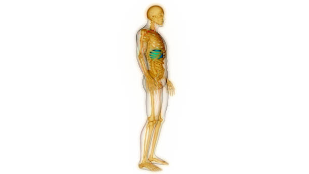 istock Human Internal Digestive Organ Liver Anatomy 1444199033