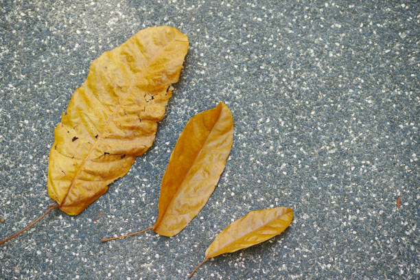 istock Dry brown leaf on wooden background 1444200139