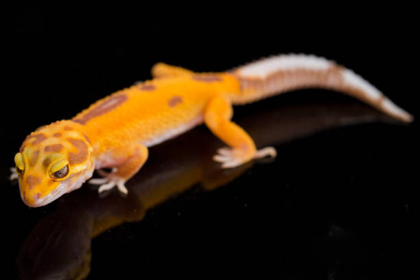 istock Leopard gecko, Eublepharis macularius, tremper albino on black background 1444200255