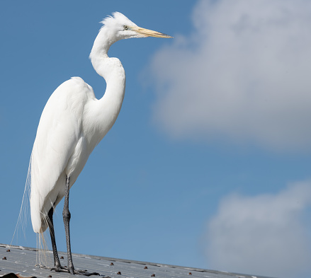 White tropical bird in Florida