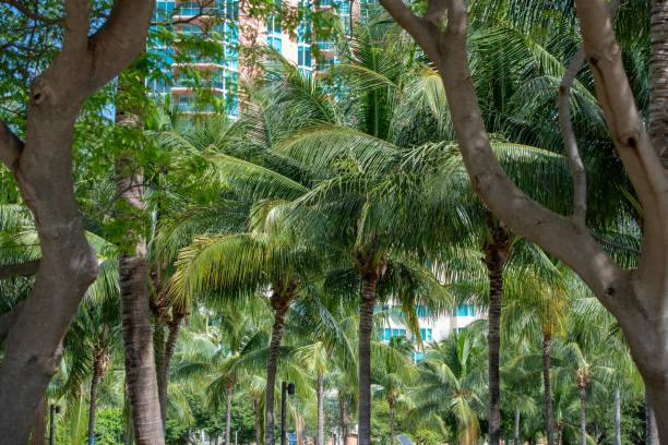 istock Palm trees in Miami Beach park 1444200541