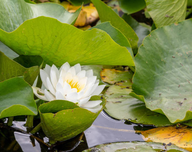 wildwasserblume und seerosenblätter im teich - white water lily stock-fotos und bilder