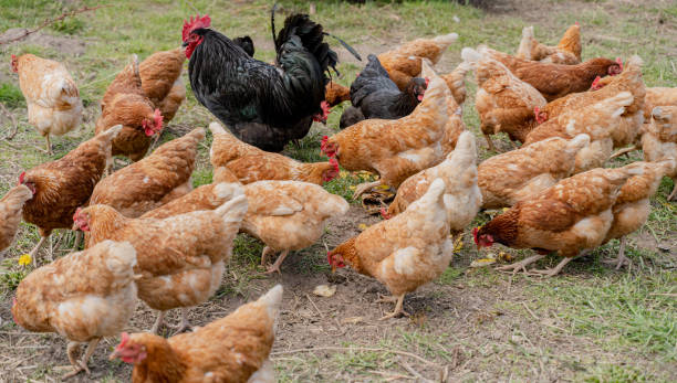 istock Farm. Chicken farm. Chickens walk on the grass. 1444204499