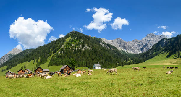 istock Cattle in front of a small mountain village 1444204590