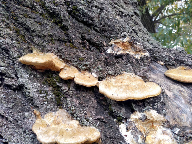 istock Mushrooms after the rain 1444204763