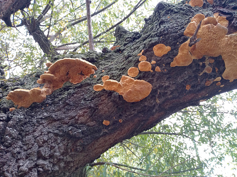 Mushrooms that grew after a few rainy days