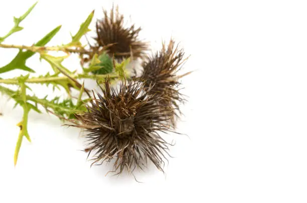 Withered flower of thistle, dispersing seeds