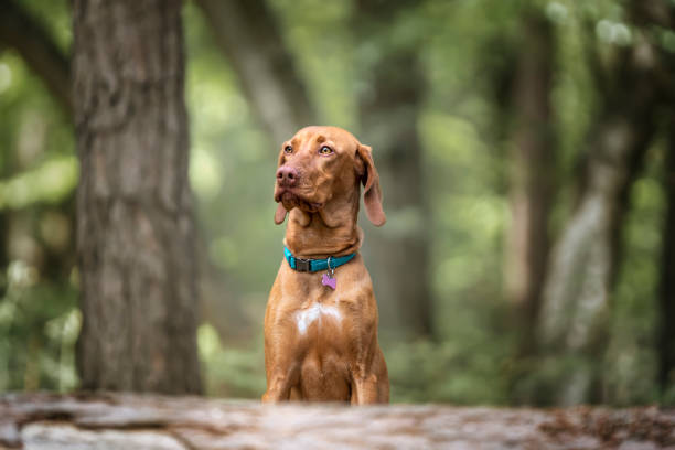 istock Sprizsla - light fawn colour Vizsla looking curious behind a fallen tree 1444206616