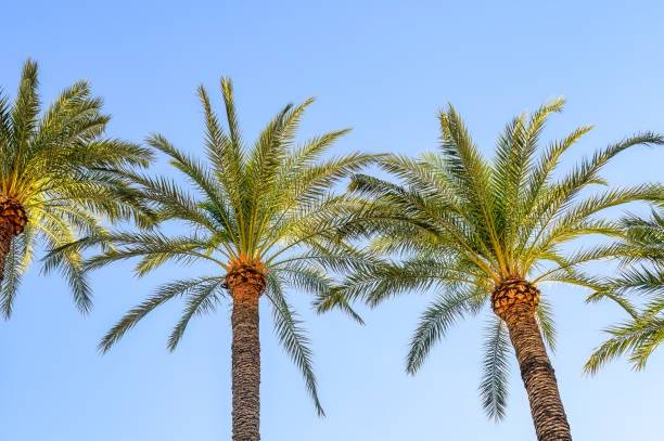 Alicante Palm Trees stock photo