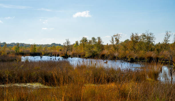 istock Pool with dead trees in a marshland in Bargerveen, Netherlands 1444208359