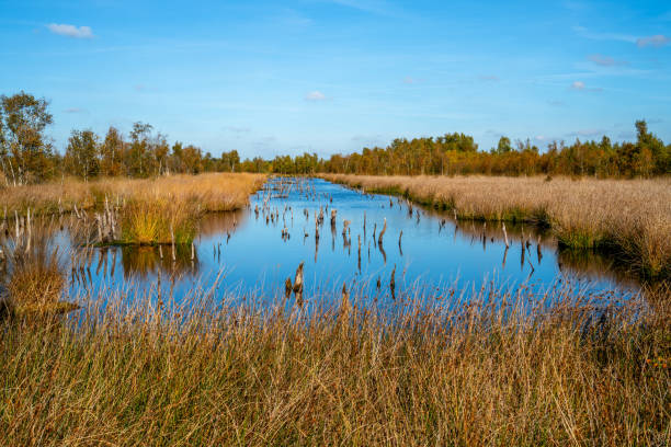 istock Pool with dead trees in a marshland in Bargerveen, Netherlands 1444208381