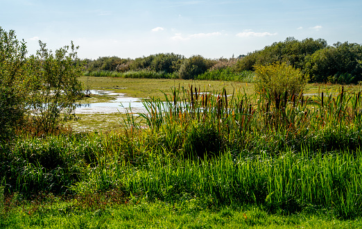 Nature landscape in the Netherlands