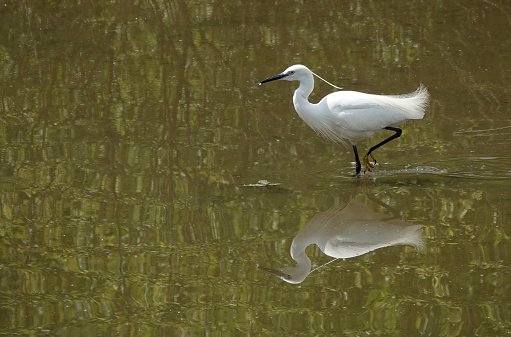 A side view of a little egret in the shallows.
