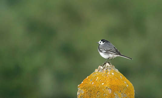 A pied wagtail standing on a concrete post with copy space.