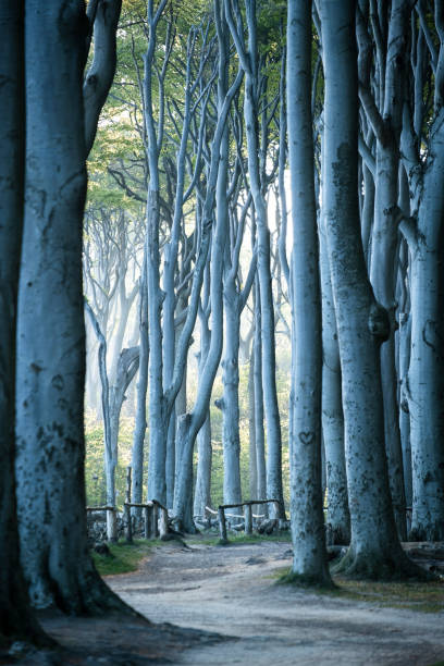 istock Gespensterwald Nienhagen 1444209178