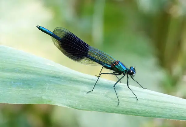 A selective focus shot of a male banded demoiselle perching on a long green leaf against a defocused background.
