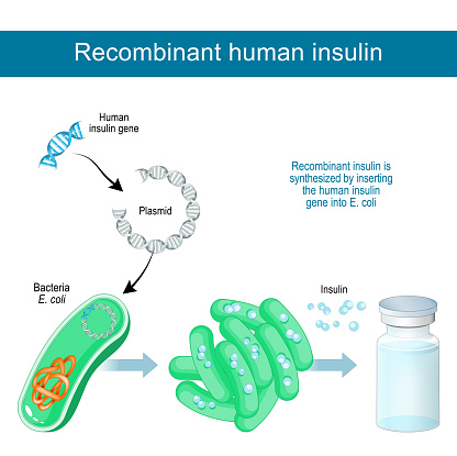 recombinant DNA technology. Recombinant human insulin is synthesized in laboratory by inserting the human insulin gene into Plasmid of bacteria E. coli. Vector poster