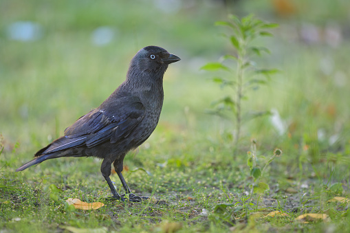 Portrait of a Western Jackdaw standing in a meadow, sunny day in summer