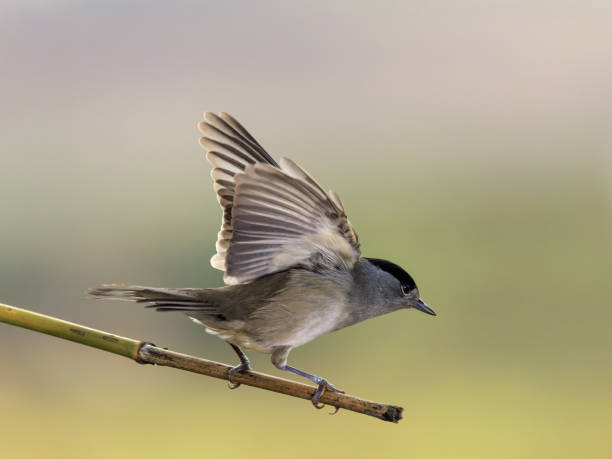 istock Black-capped Warbler 201122-5447 1444210402