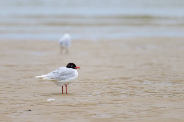 A Mediterranean gull standing on the beach, cloudy day in summer in northern France