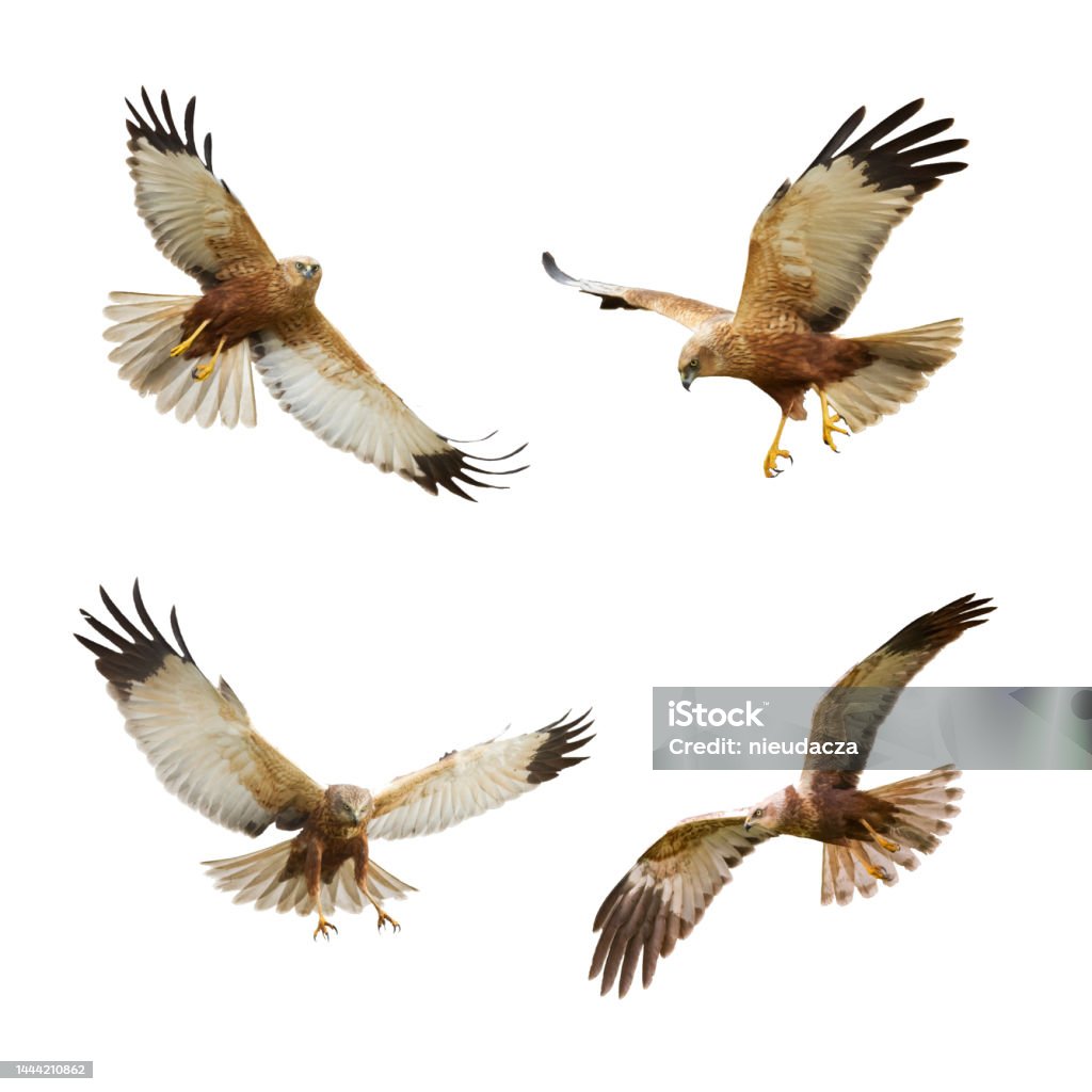 Bird of prey Marsh Harrier Circus aeruginosus isolated on white background - mix four flying birds Bird of prey Marsh Harrier Circus aeruginosus isolated on white background mix four flying birds, silhouette bird in flight cut out on a white background for use in graphic arts Animal Stock Photo